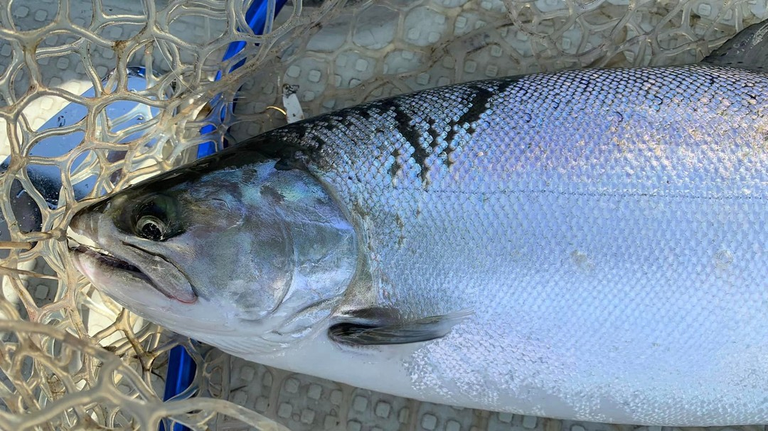 琵琶湖を海と勘違いした鱒たち