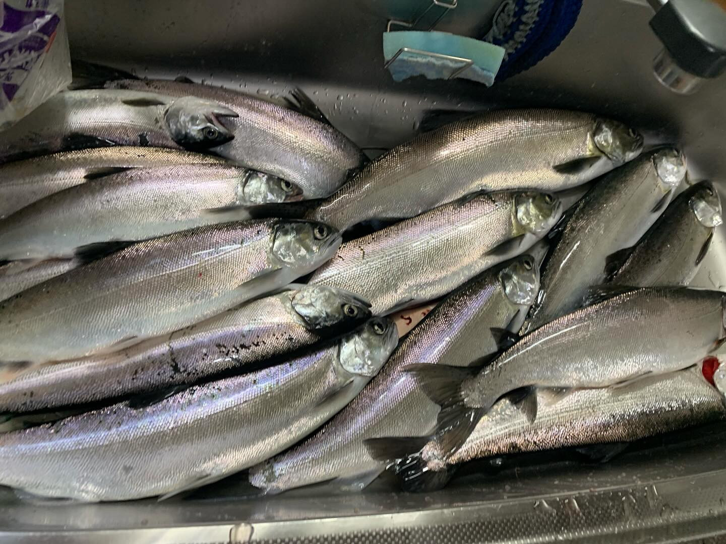 前回のビワマス