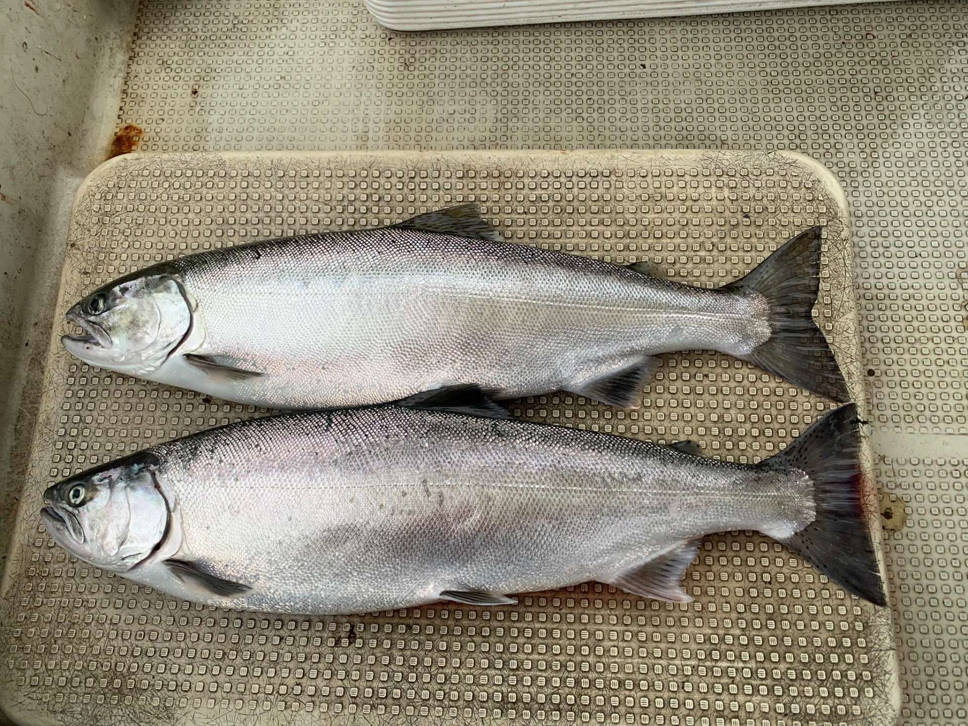 今日のビワマス