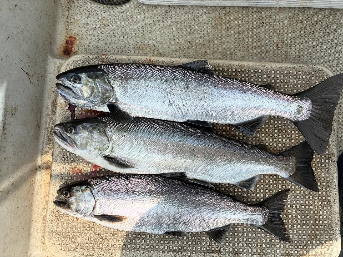 今日のビワマス