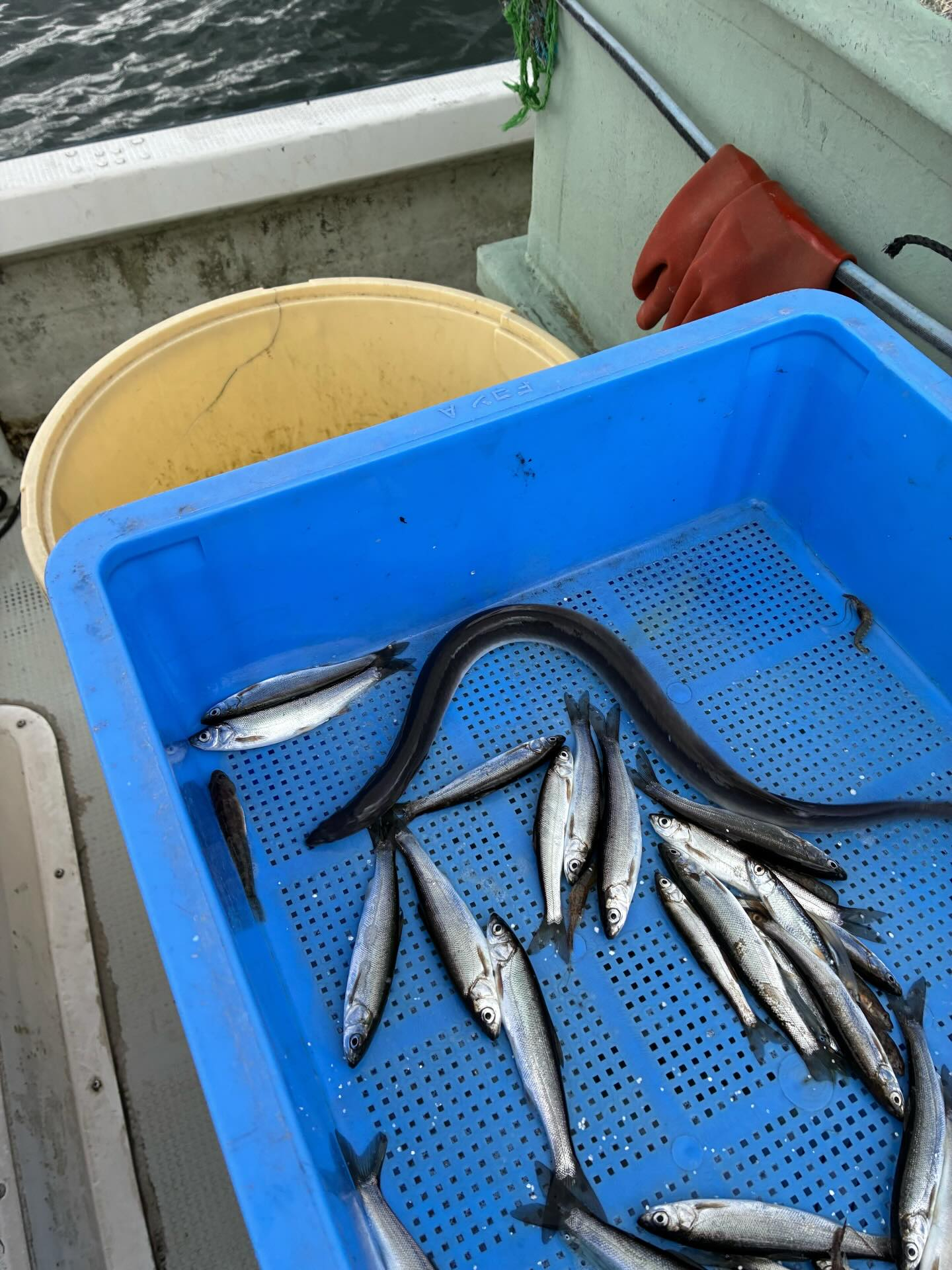 今日のエリ漁