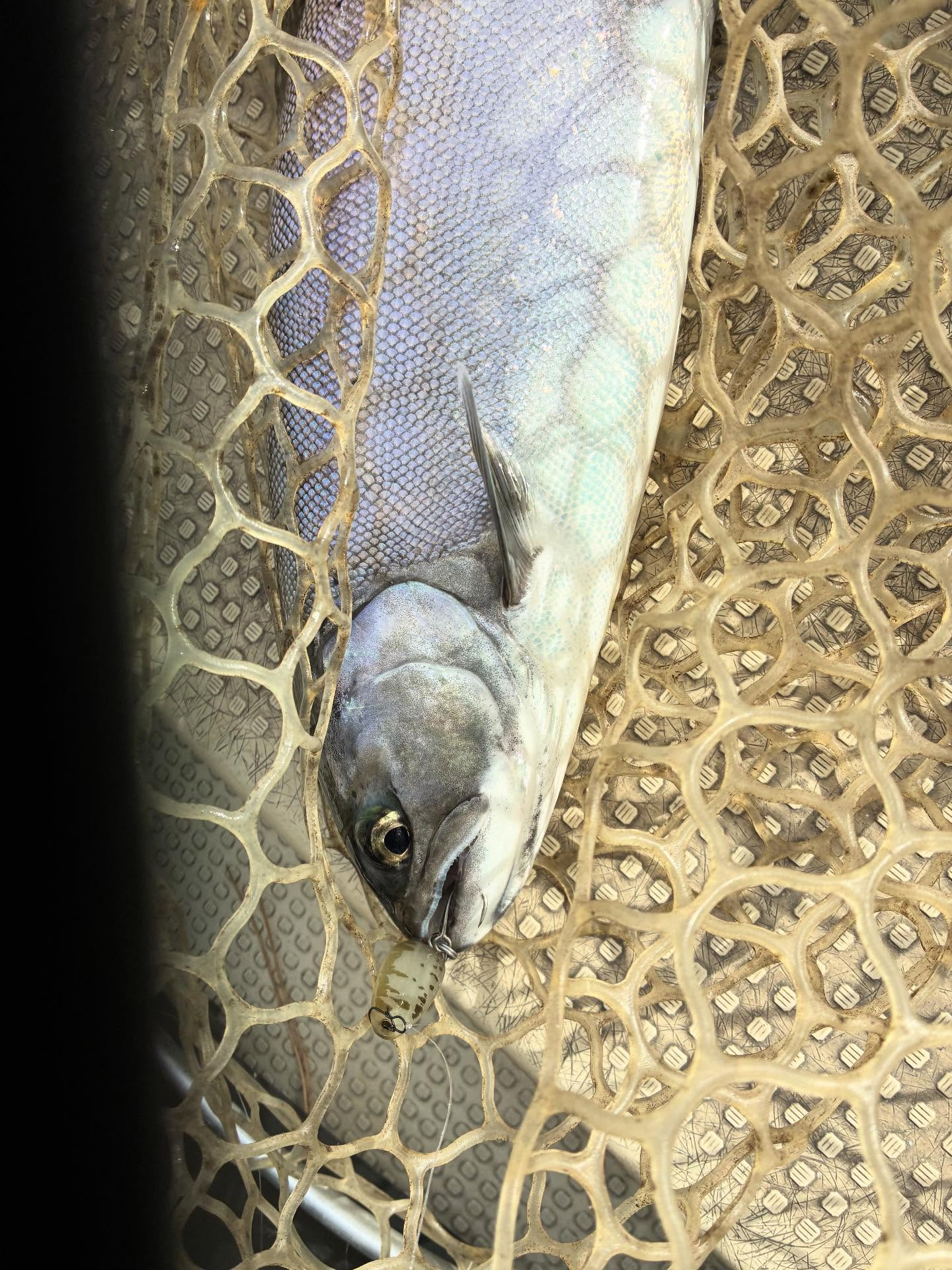 今日のビワマス