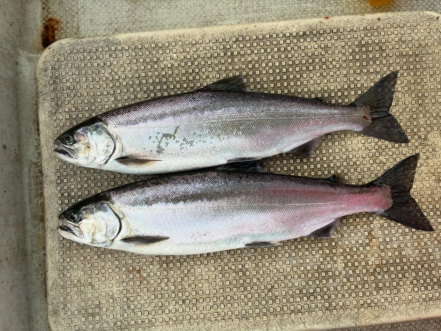 今日のビワマス