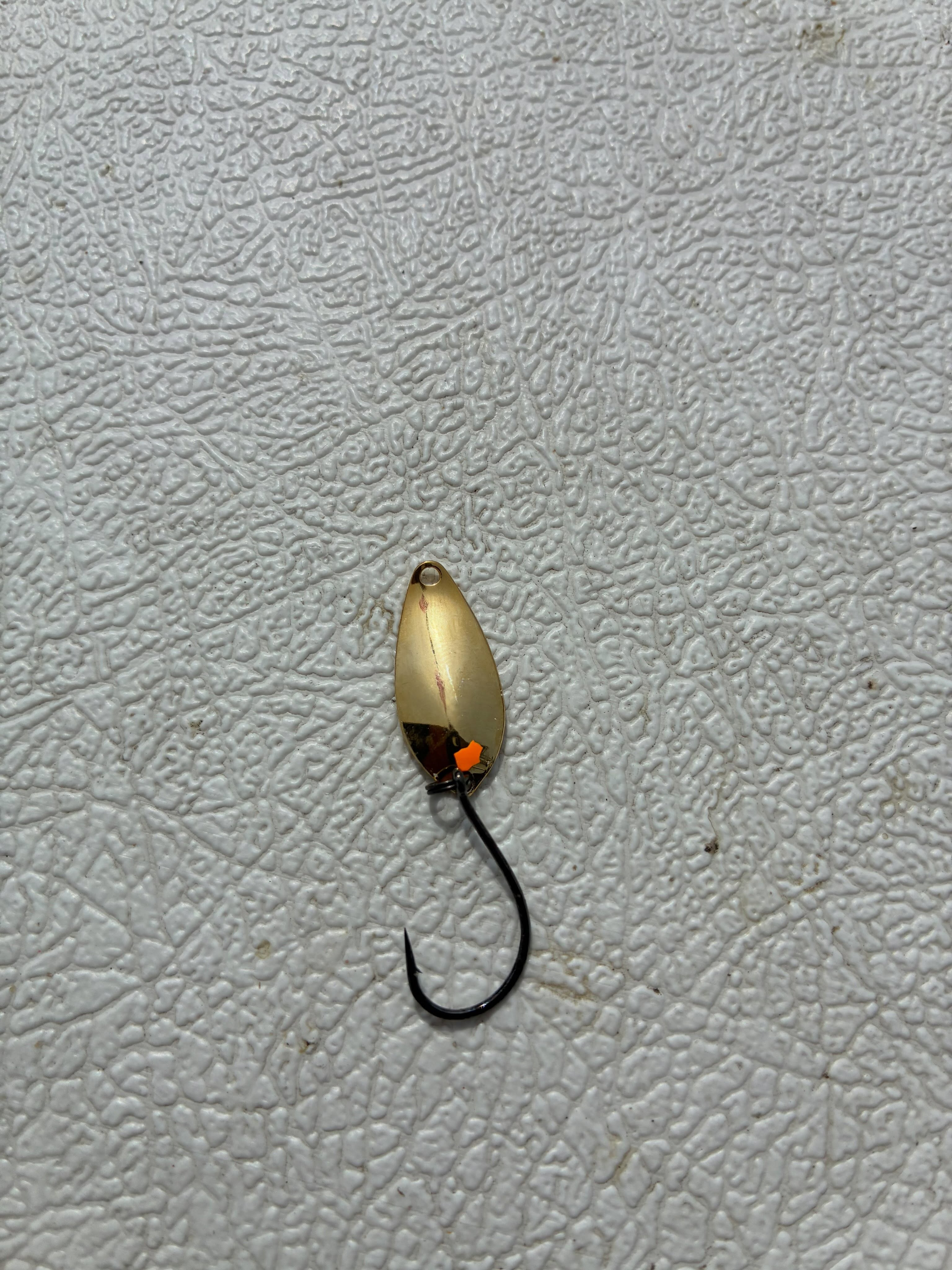 今日のビワマス