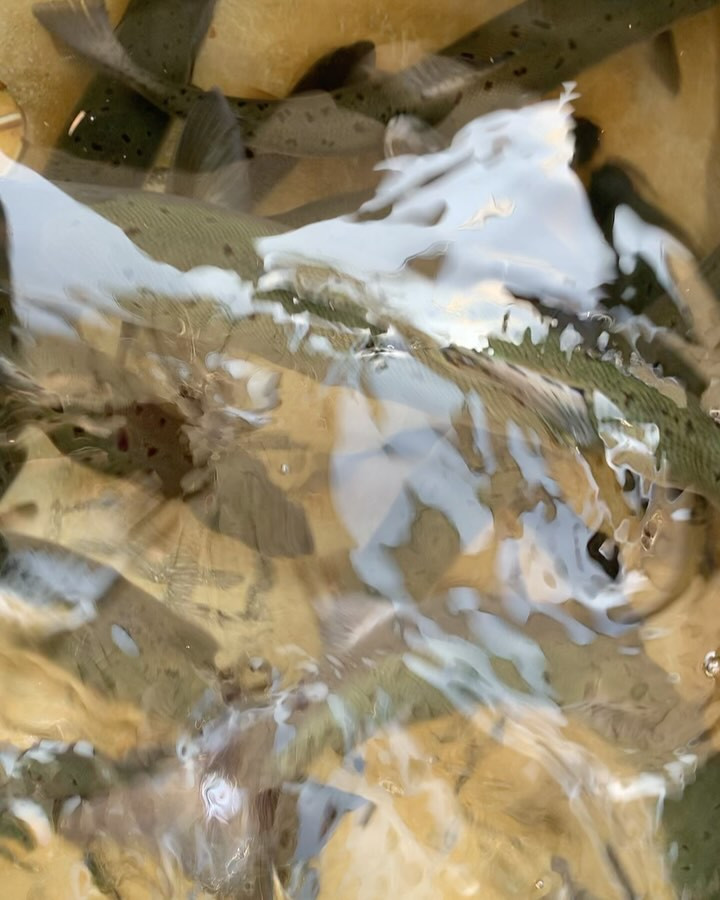 今日のビワマス