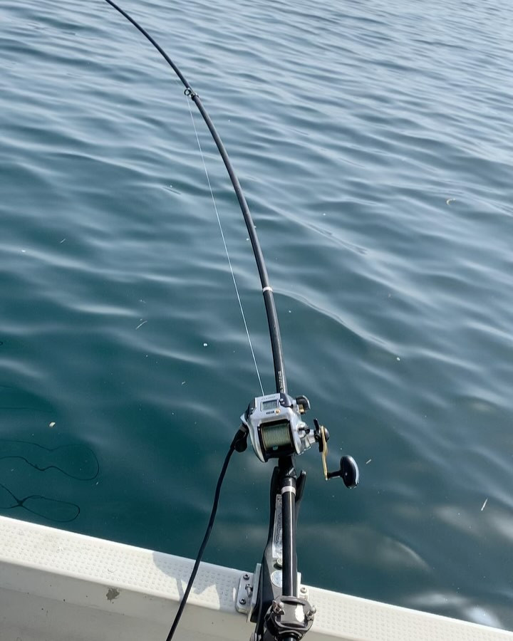 今日のビワマス