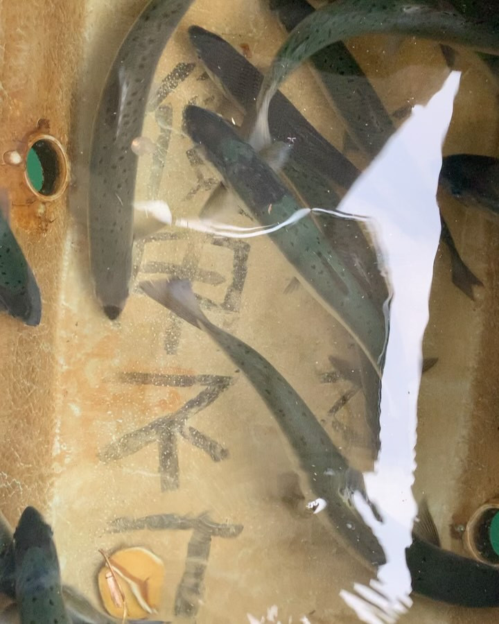 今日のビワマス