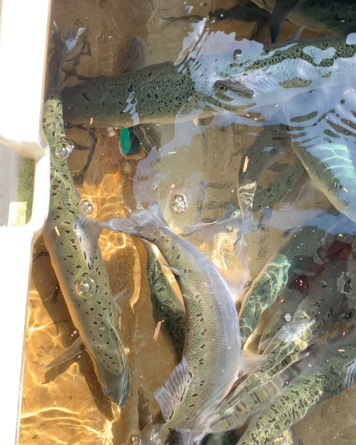 今日のビワマス