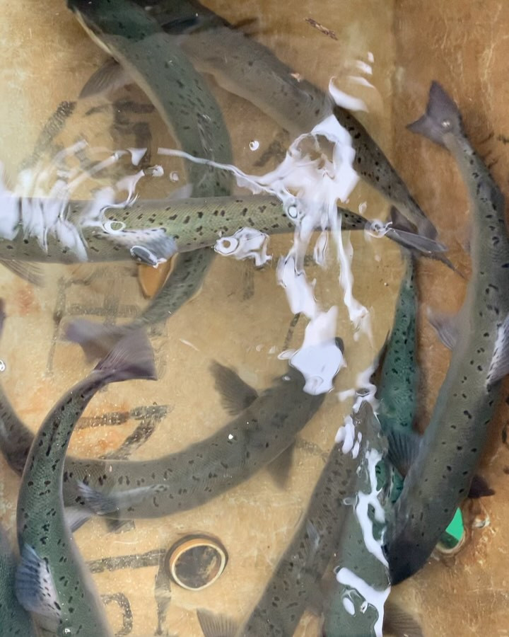 今日のビワマス