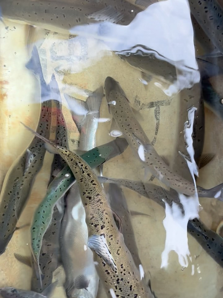 今日のビワマス