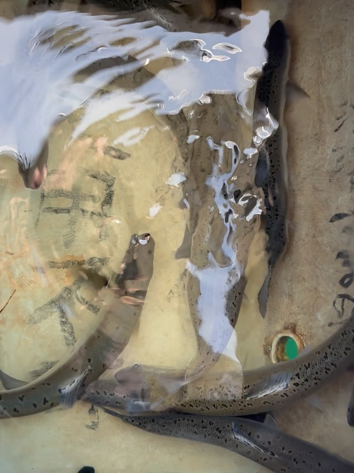 今日のビワマス